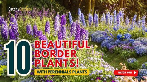 10 Best Perennials For Beautiful Border Plants 🌻🌸🌿🌼 Gardening Ideas