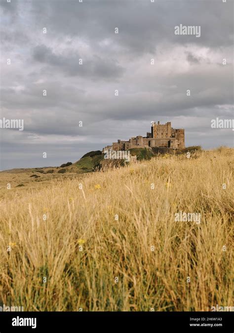 The Summer Grassland Landscape Of Bamburgh Castle On The Northumberland