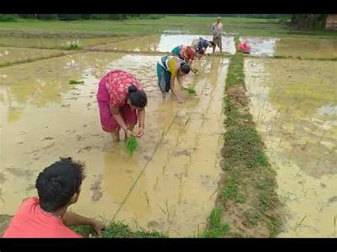 Sri Sri Method Of Paddy Or Rice Transplanting