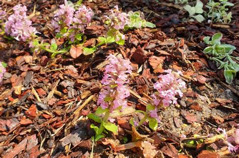 Ajuga Reptans Gold Chang