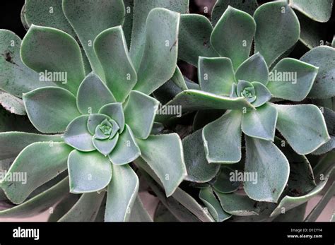 Aeonium Canariense Aeoniums Succulents Leaves Loseup Bright Green