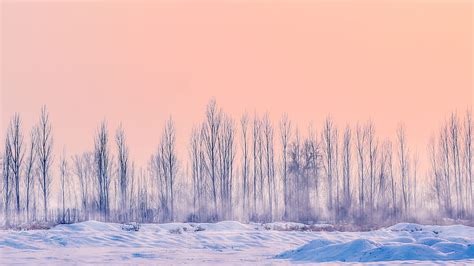 Snowfield With Dried Trees Pink Aesthetic Snow Landscape Hd Wallpaper