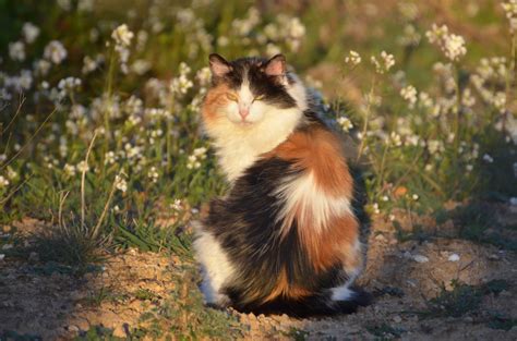 wallpaper sunlight portrait eyes nature shadow bokeh whiskers