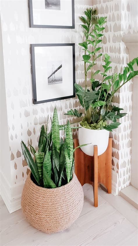 The Top 6 Best Plants for Interior Design Styling - coucoucali.com