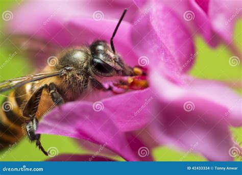 Bee Pollination stock photo. Image of flower, symbiosis - 42433334