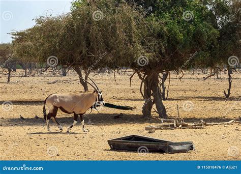 Arabian Oryx or White Oryx Oryx Leucoryx in Reserve, Natural Habitat ...