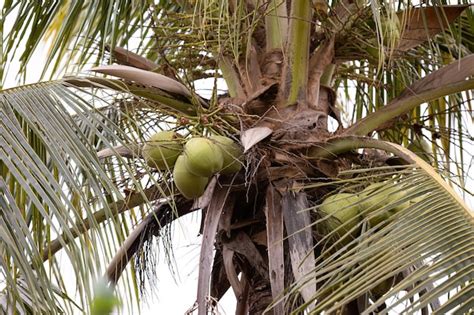 Palmera De Coco De La Especie Cocos Nucifera Foto Premium