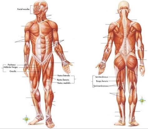 Simple Muscles In The Body Diagram - Muscular System Wikipedia / This ...