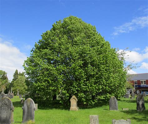 Tilia Platyphyllos In Cathays Cemetery