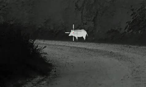 Detecting and Identifying Game Animals with Thermal Vision