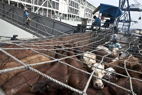 Genjot Populasi Sapi Kementan Distribusikan 1 430 Sapi Indukan Impor