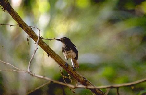 Photo Madagascar Magpie Robin Copsychus Albospecularis