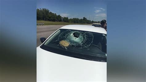 Turtle Crashes Through Womans Windshield On Florida Interstate Abc News