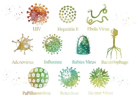 Diagram showing different kinds of viruses Digital Art by Erzebet S ...