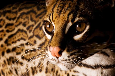 Fine Art Prints From Joel Sartore Joel Sartore