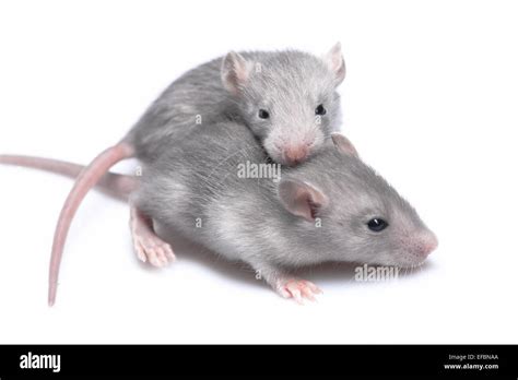 Newborn Mice Hi Res Stock Photography And Images Alamy