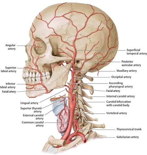 Temporal Artery Anatomy - Anatomical Charts & Posters