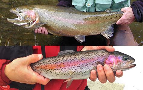 Are Steelhead And A Rainbow Trout The Same Fish Fish N Canada