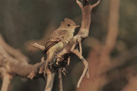 Willow Flycatcher East Cascades Audubon Society