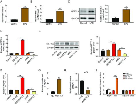 Mettl3 Facilitates Neat1 Expression In Thp 1 Macrophages A The M6a