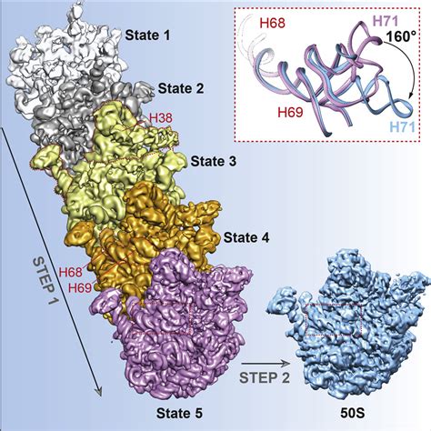 Structural Visualization Of The Formation And Activation Of The 50s