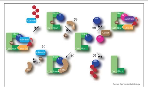 Figure 1 From Dynamic Regulation Of Ubiquitin Dependent Cell Cycle