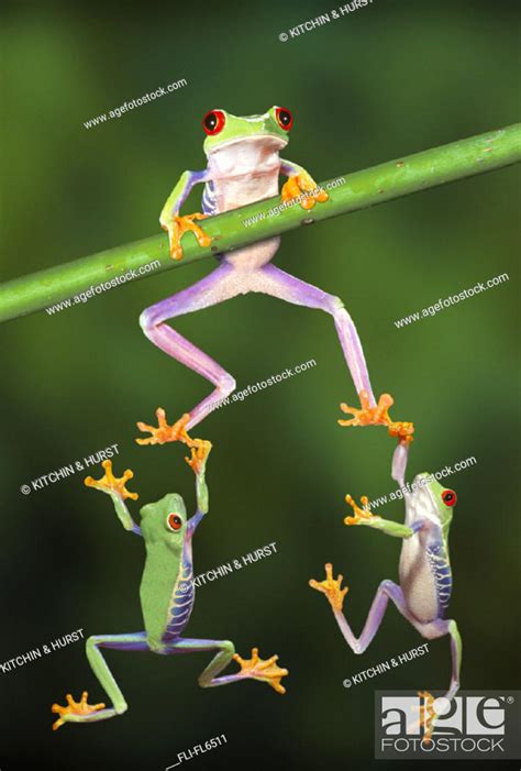 Three Frogs Hanging From Branch Stock Photo Picture And Rights