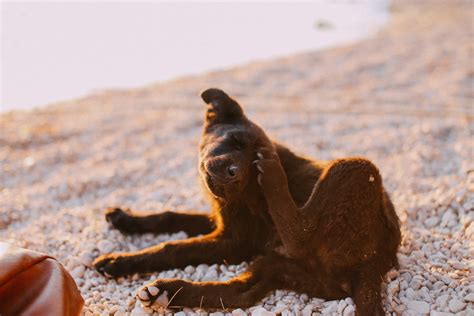 Why is my Dog Itching, Scratching, Licking or Chewing themselves? – TRATEZ
