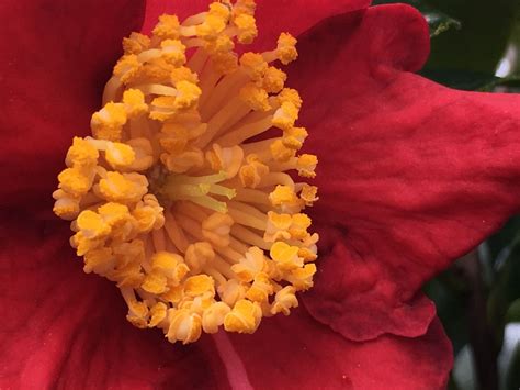 Gorgeous Flower Smithsonian Photo Contest Smithsonian Magazine