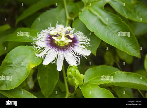 Passion Flower Galapagos Islands Ecuador Hi Res Stock Photography And