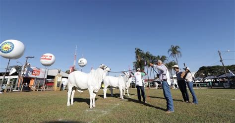 Vila Velha Recebe Exposi O Ouro Da Ra A Nelore Portal Dbo