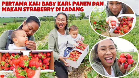 Akhirnya Panen Strawberry Perdana Di Tahun Youtube