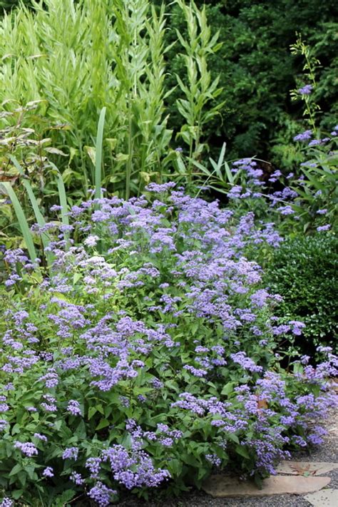 Buy Hardy Ageratum Blue Mistflower Free Shipping Wilson Bros