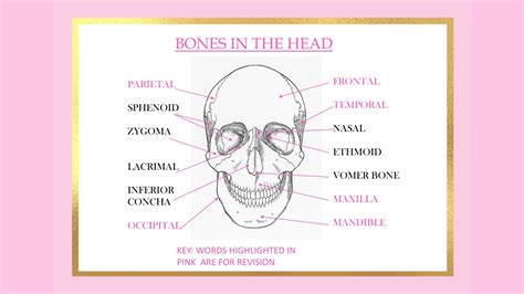 Ppt Frontal Temporal Nasal Ethmoid Vomer Bone Maxilla Mandible