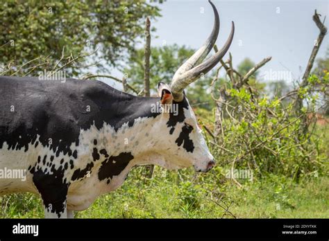 A crossbreeding cow with Ankole watusi cow and Holstein Friesian cow ...