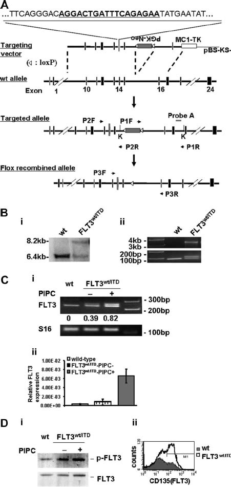 Generation Of A Mouse Model With FLT3 Wt ITD Mutation A Strategy For