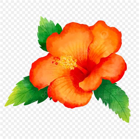 Flor De Flor De Hibiscus Aquarela Laranja PNG Aguarela Flores De