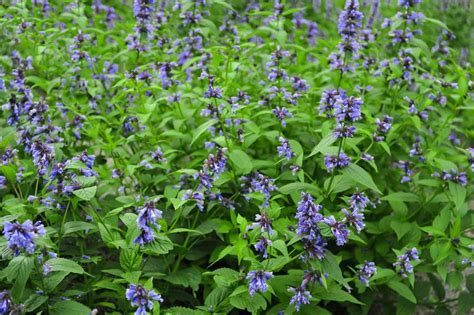 How To Grow And Care For Catmint