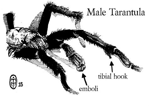 Sexing Tarantulas Using Molts Toms Big Spiders