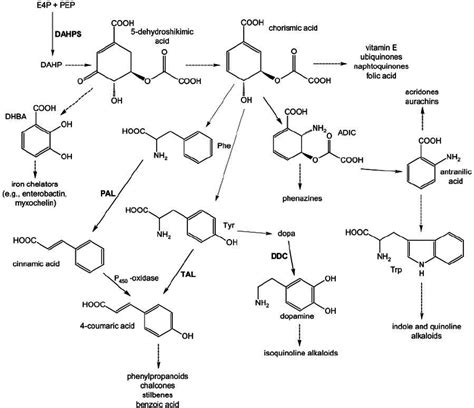 Primäre Und Sekundäre Metaboliten In Der Fermentation Ppt