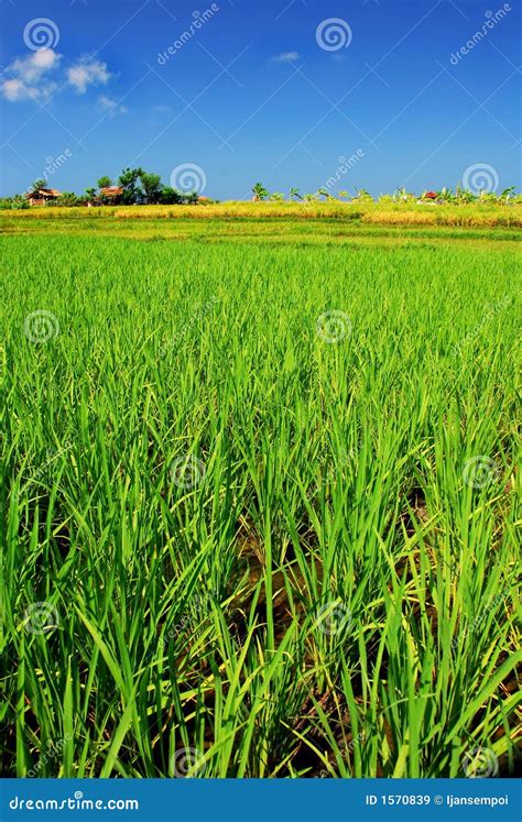 Green Paddy Field Stock Image Image Of Damp Hectare 1570839