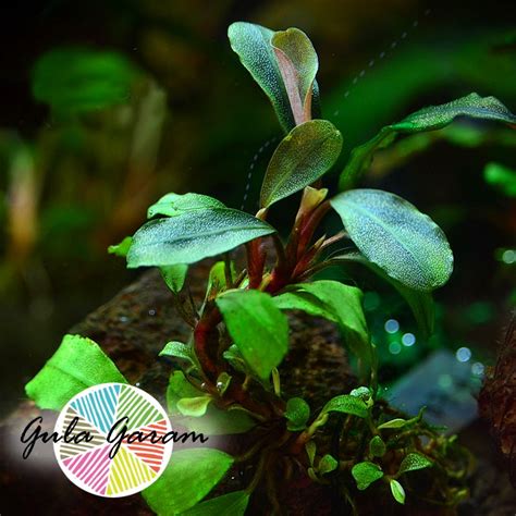 Jual Buce Lempeng Pakis Tanaman Air Aquascape Hiasan Aquarium Kuat Low