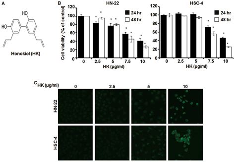 Anti Proliferative Effect Of Honokiol In Oral Squamous Cancer Through