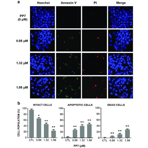 Polyphyllin Vii Pp Induced Apoptosis And Necrosis In Hepg Cells A