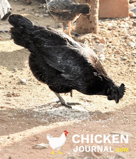 Can Chickens Eat Rice Myths Nutrition Feeding Guide