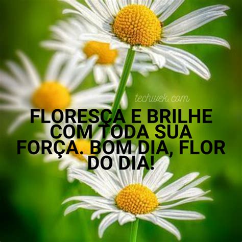 32 Mensagens de Bom Dia com Flores para um Amanhecer mais Lindo