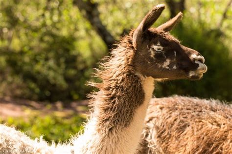 Santuario Animal De Cochahuasi Cusco 2021 All You Need To Know