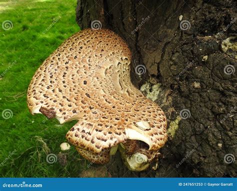 Bracket Fungus Growing On A Tree Trunk Stock Image Image Of Fungus Host 247651253