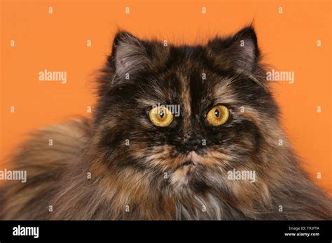 German Longhair Cat Stock Photo - Alamy