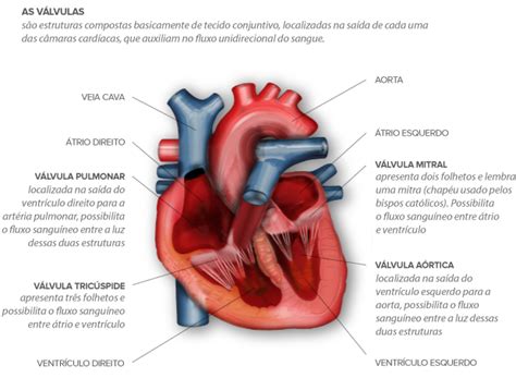 O'que Sopro No Coração - Cardiologista explica o que é o sopro no coração, sintomas e tratamentos